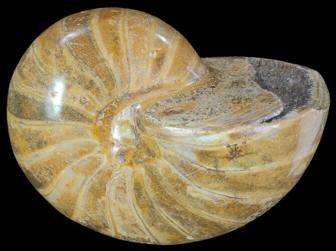 Polished Nautilus Fossil - Madagascar #67924